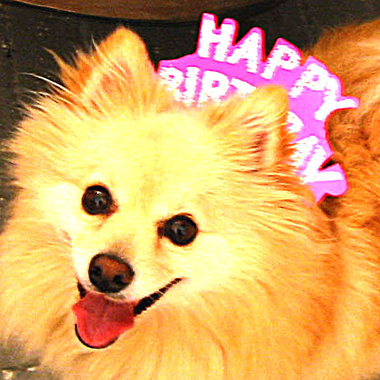 a smiling golden pomeranian dog wearing a pink cardboard tiara with silver glitter lettering that says HAPPY BIRTHDAY!
