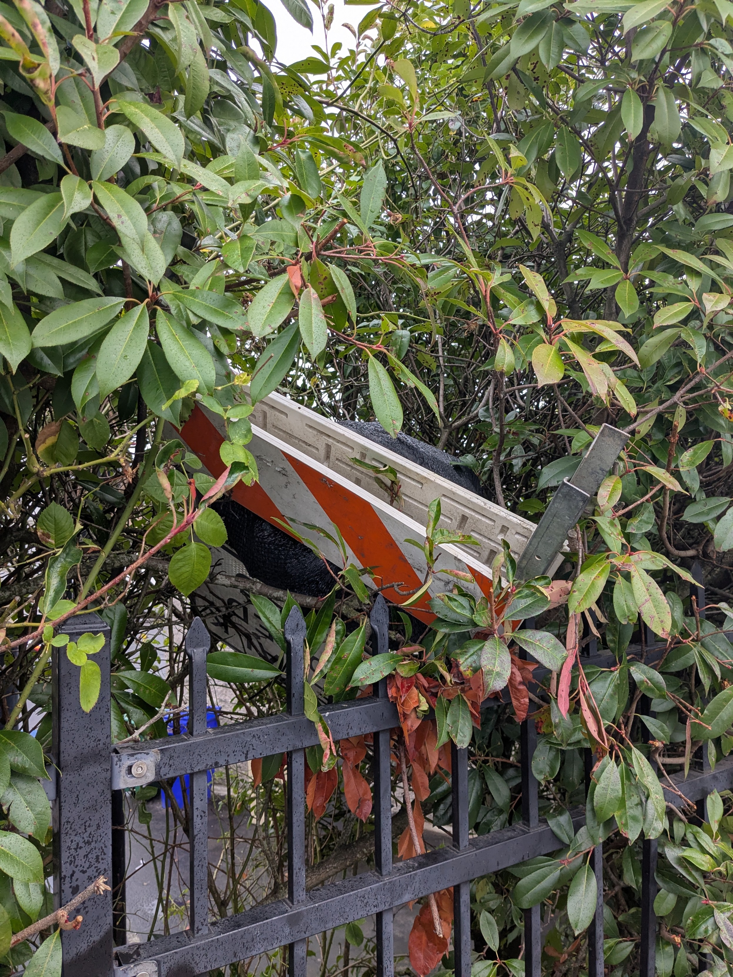 A sandwich board from a road construction site, with a full trash bag wedged into it, suspended in a large bush.