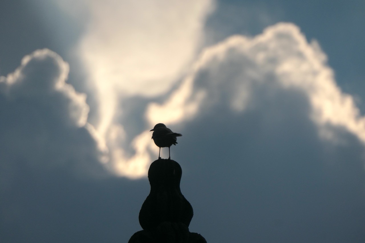 in front of moody sky, silhouette of a little bird perched on a blobby shape.