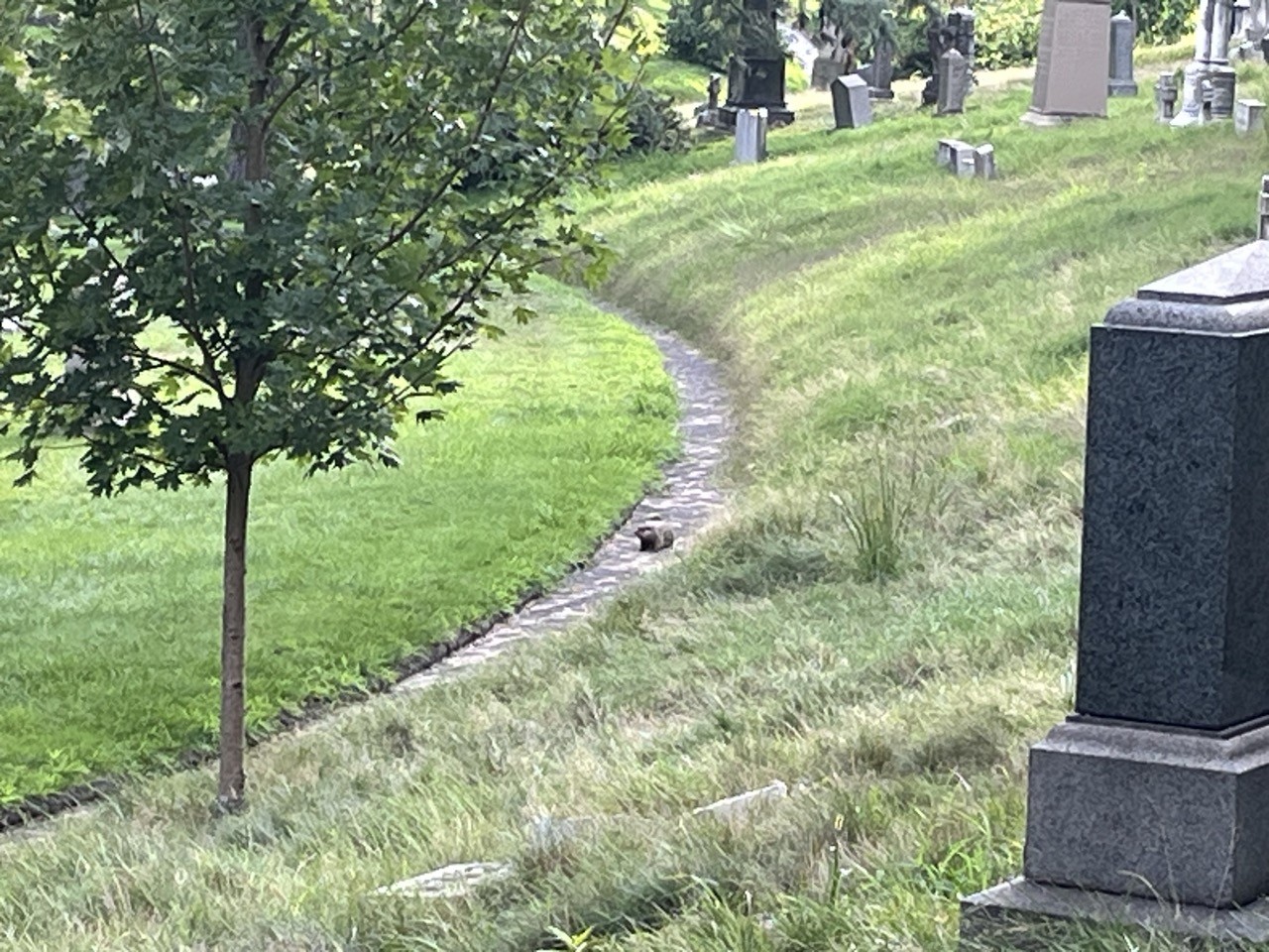 wide view of a path on a hillside in a cemetery, with some gravestones scattered on the grassy hill. A plump little marmot is standing on the path in the middle of the photo.